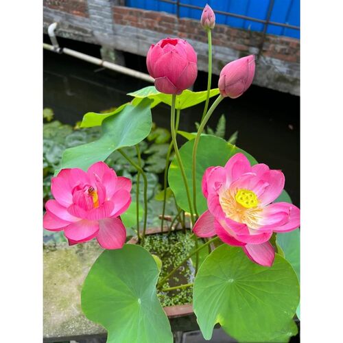荷花盆栽水养莲藕种苗莲花大型缸养荷花苗水培植物碗莲种根苗
