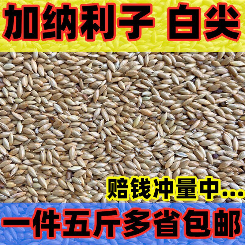 鹦鹉鸟食饲料 加纳利子 白尖粟 金丝雀芙蓉鹦鹉黄雀鸟粮包邮 5斤