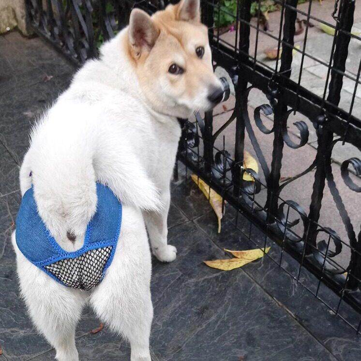 裤子狗狗避孕月事裤衣服装宠物防扰狗绝育例假狗防交配