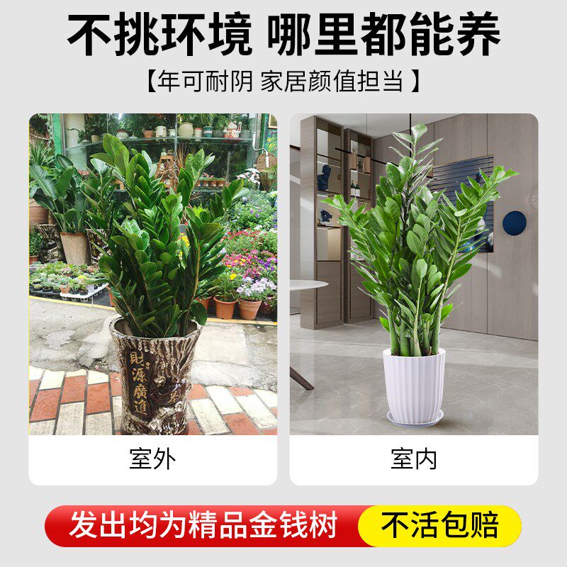 金钱树盆栽客厅大花盆旺宅树办公室内大型好养绿植物乔迁摇钱串子