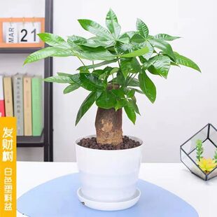 发财树小盆栽室内植物办公室桌面绿植乔迁新居客厅摆件盆景好养活