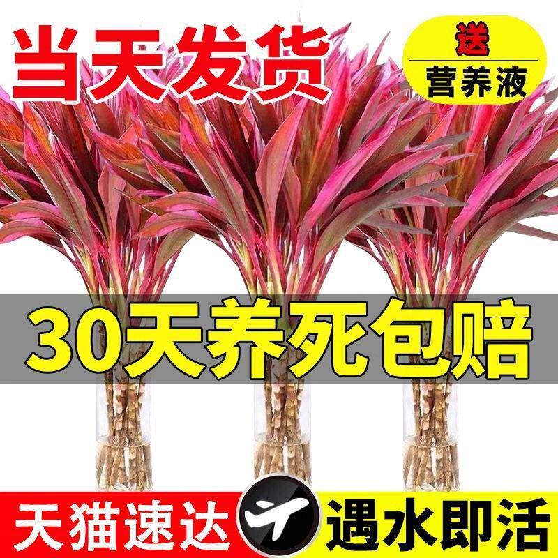 富贵竹水培植物鸿运当头紫竹客厅观音竹水养带根室发财竹