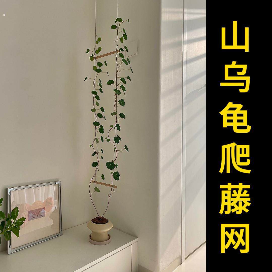 山乌龟爬藤架绿植物室内攀爬软网格牵引线仿麻绳木梯子装饰壁挂架