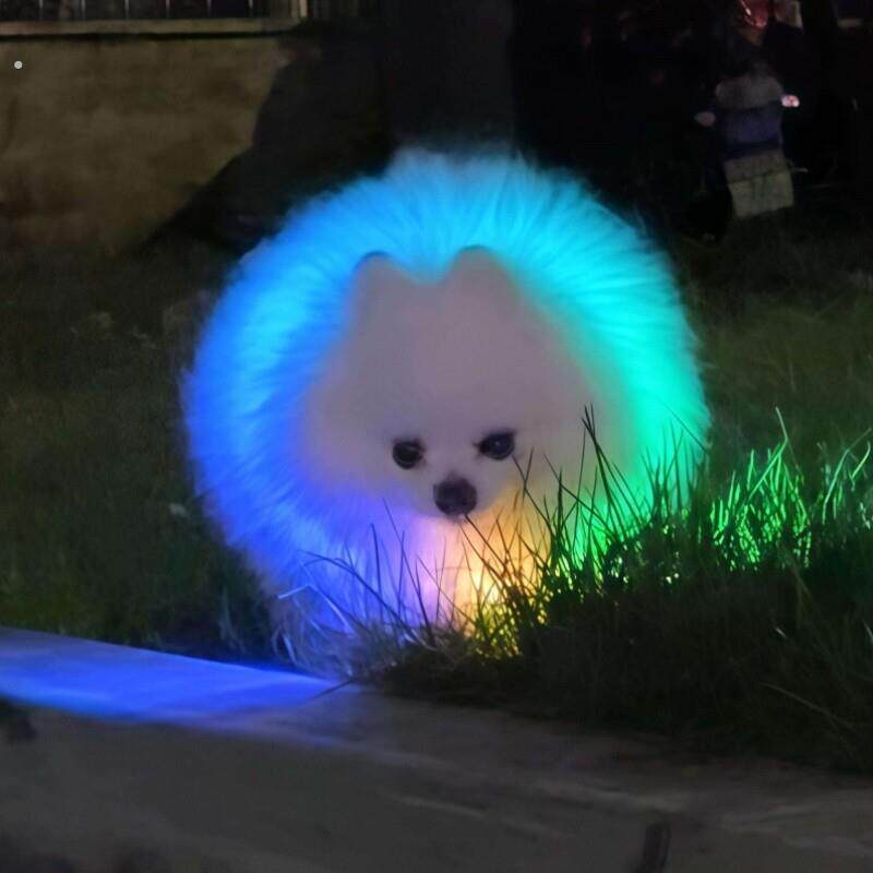 【夜间遛狗神器】狗狗发光项圈宠物防走丢防吓人脖圈猫咪发亮颈圈