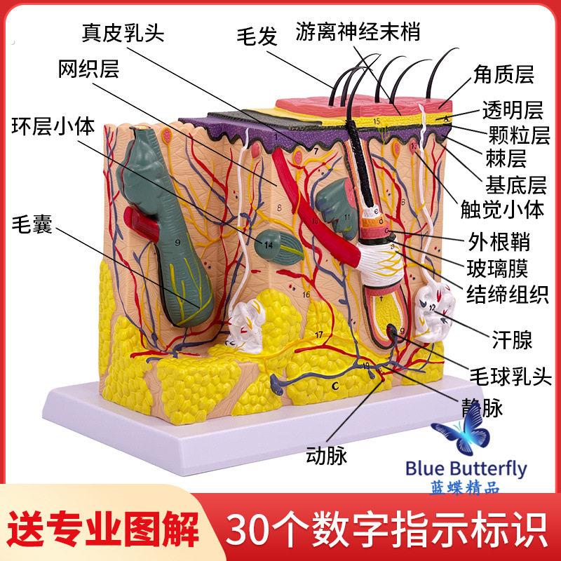 皮肤模型人体毛囊汗腺结构放大70倍毛发生长立体层次美容教学模具