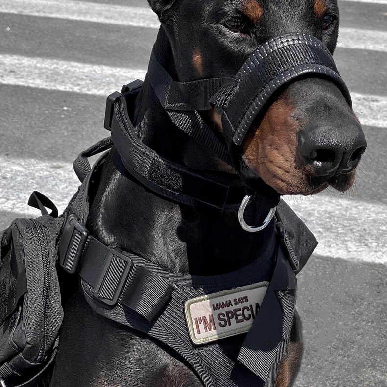 杜宾狗嘴套防咬防叫防咬人战术大狗口套嘴笼德牧犬训练装备止吠器