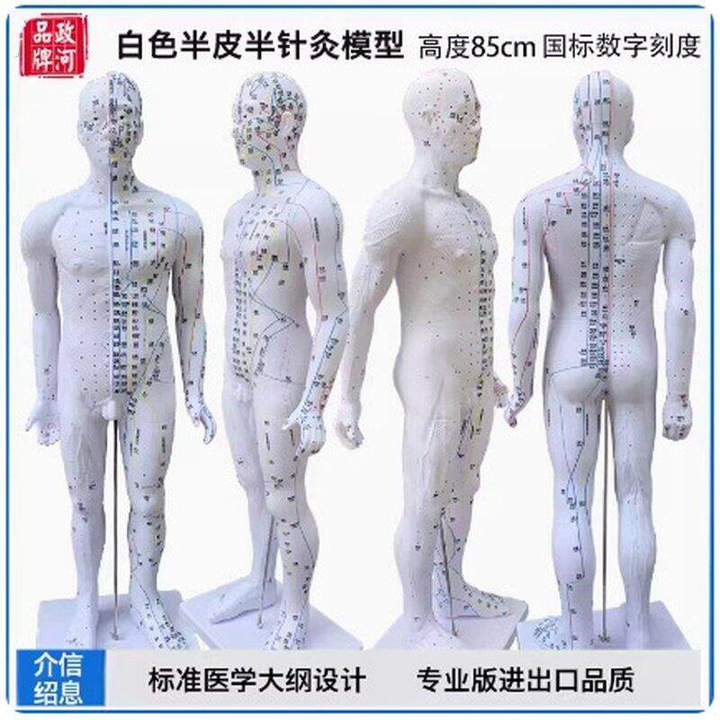 十二经络皮肤培训图带数字人体穴位模型模拟筋络模特定位标注针炙