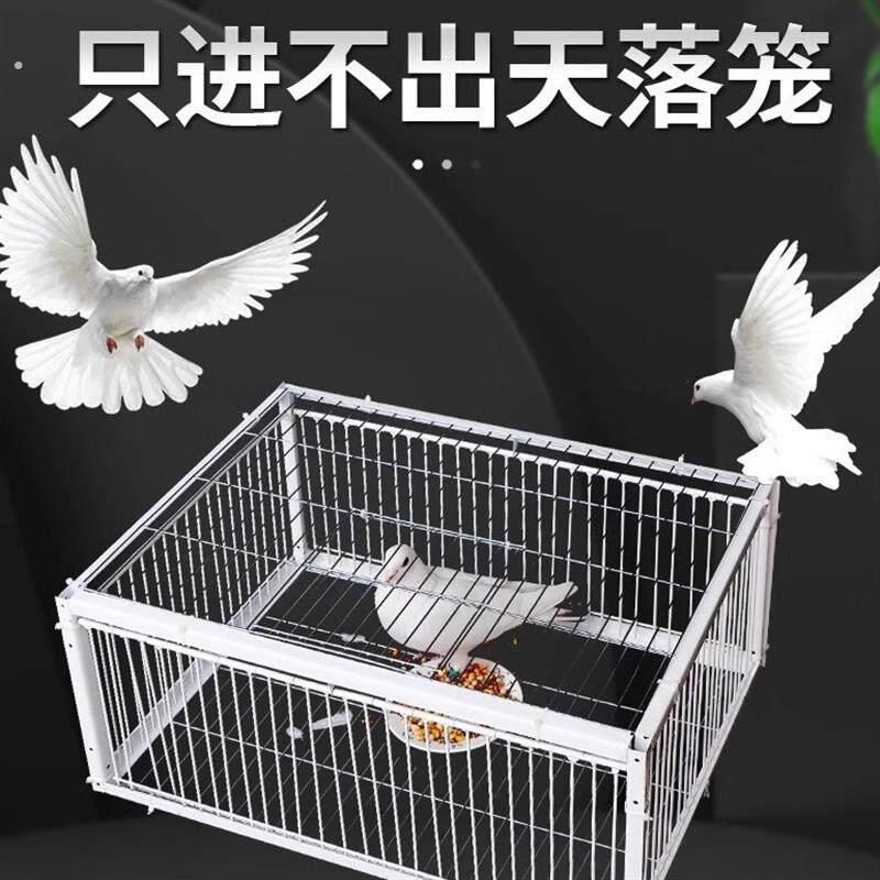自动收鸽子神器天落笼加密只进不出鸽子笼鸽子活络撞门笼笼鸽子图片
