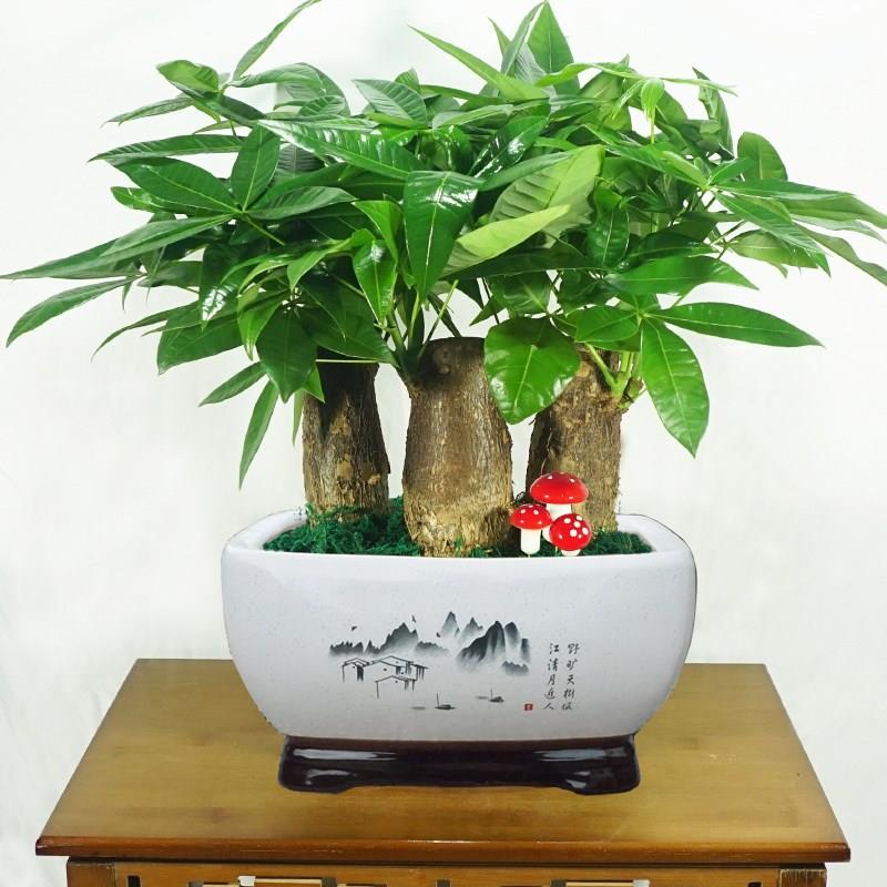 重庆发财树开业乔迁送礼招财盆栽植物花卉室内绿植小盆景桌面招财