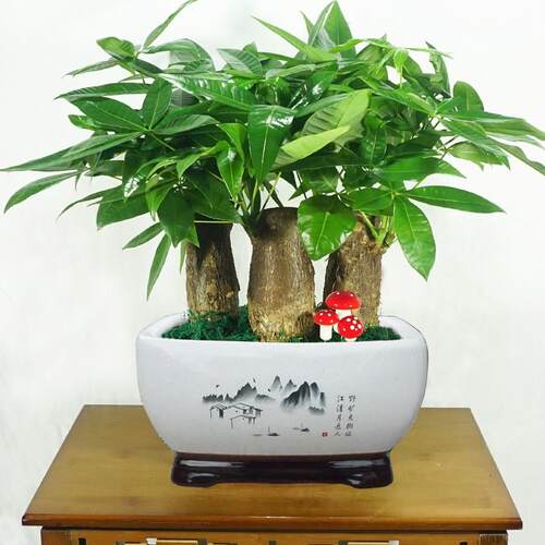 重庆发财树开业乔迁送礼招财盆栽植物花卉室内绿植小盆景桌面招财