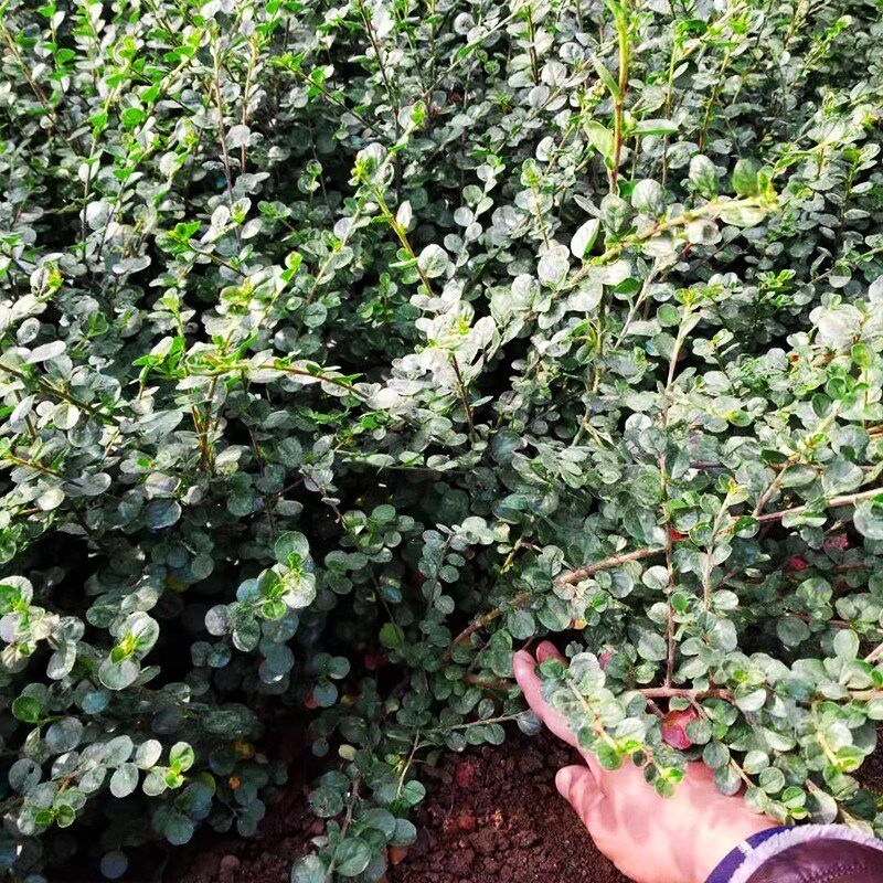 平枝荀子铺地蜈蚣小叶栒子红花旬子苗盆景匍匐灌木绿化工程苗木