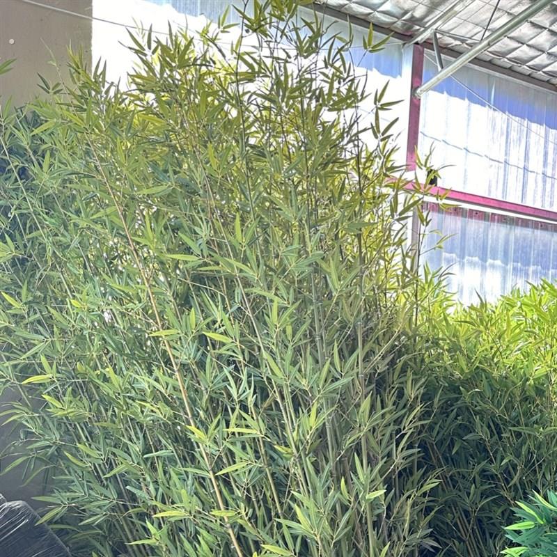 彷真植物竹子室内客厅摆件大型落地假竹叶绿植竹装饰盆栽造景