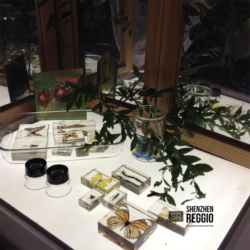 昆虫植物标本透明真实标本手做幼儿园科学区探索认知