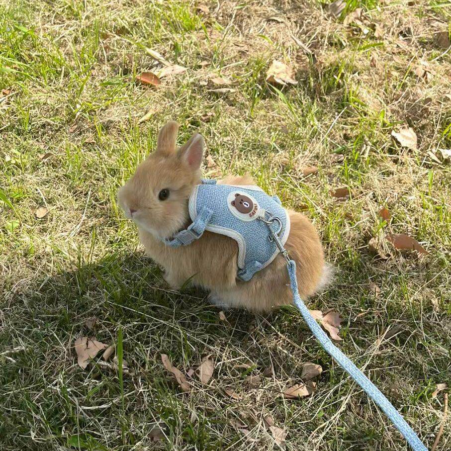 小兔子通用宠物绳 兔兔荷兰猪牵引绳 调节绳子 侏儒兔外出专用