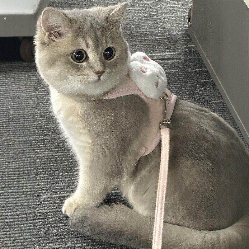 猫咪牵引绳防挣脱外出专用背心式防走丢工字背带遛猫狗宠物用品