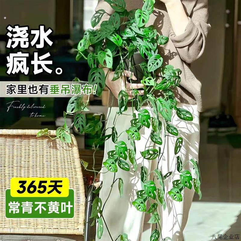 仙洞龟背芋盆栽长藤垂吊水培绿植物室内耐阴四季好养易活净化空气