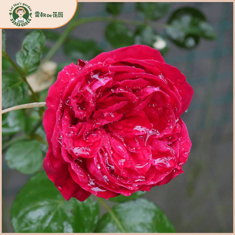 雷叔的花园红色龙沙宝石月季花苗月季/蔷薇/玫瑰