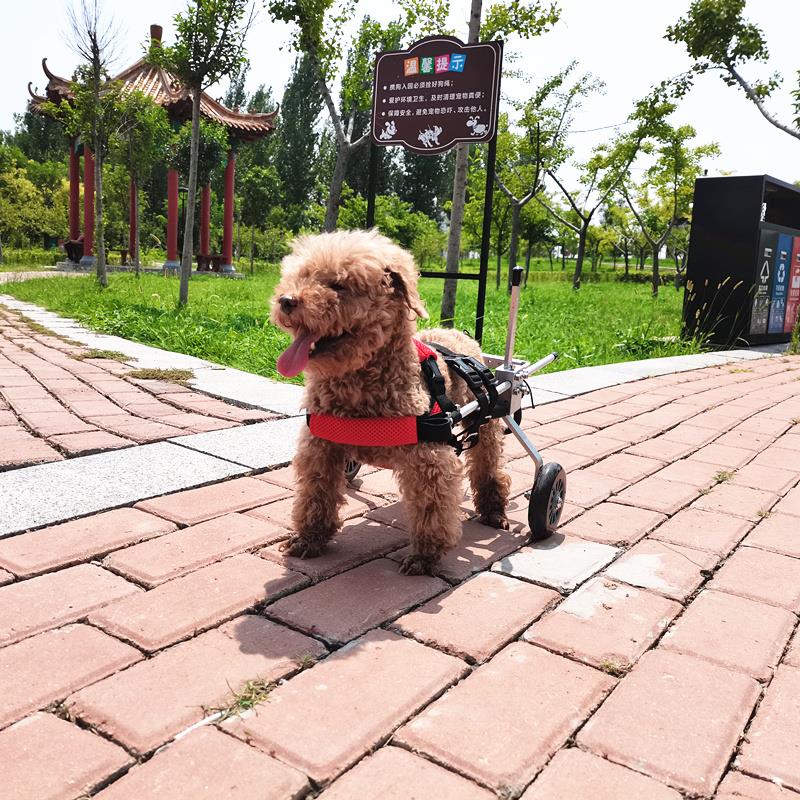 后肢残疾狗轮椅 老年犬代步车 两轮后肢支架 适用猫狗代步车