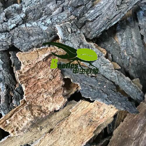 甲虫成虫攀爬 树栖雨林香槟树皮树栖躲避天然造景树皮不腐烂