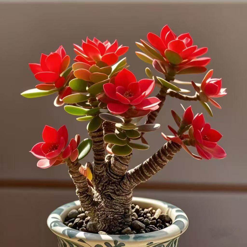 浓香型开花摇钱树吸财发财姬红花月老桩盆栽多肉植物花卉招财