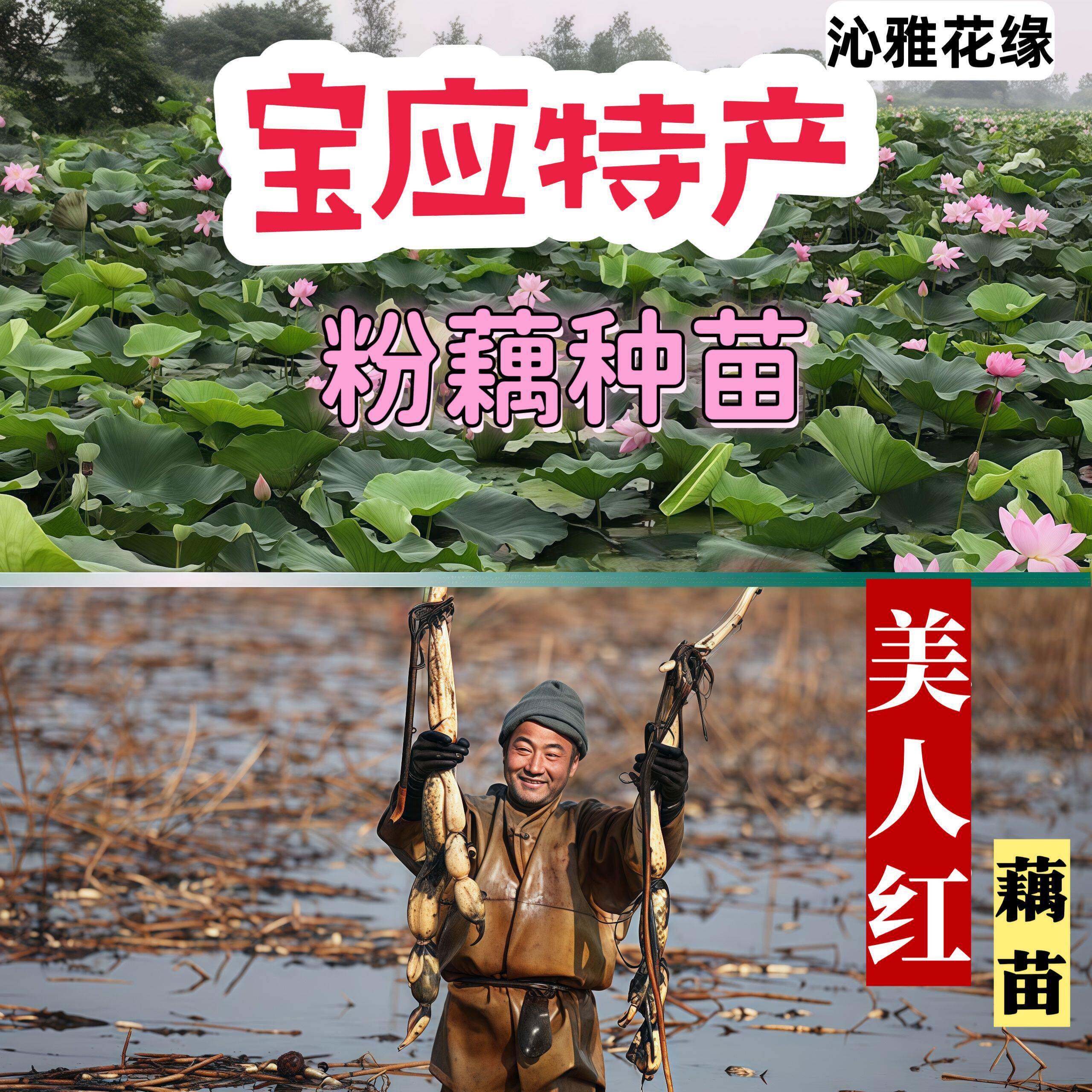 宝应美人红食用莲藕种藕苗荷花莲子种子浅水粉藕种植高产榨汁煲汤