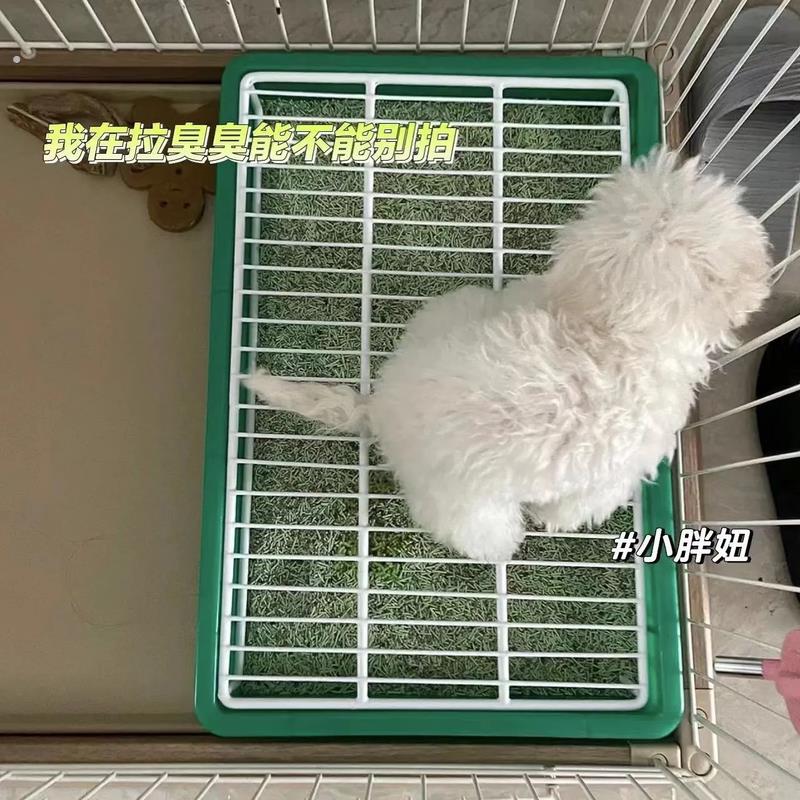狗狗厕所专用防踩屎中小型犬托盘宠物专用厕所狗狗尿盆定点排便器