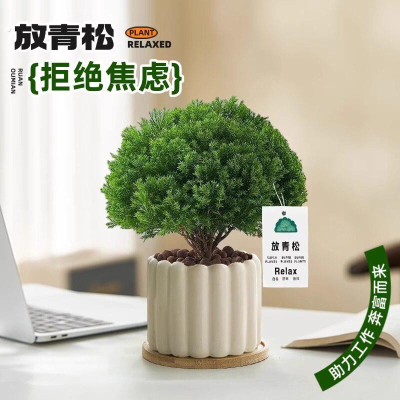 放青松绿植雾松室内小盆栽雾凇办公室桌面放轻松植物摆件四季好养