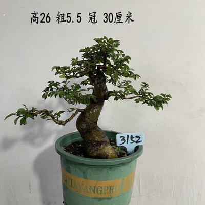 榆树盆景造型榆树盆栽绿植小叶榔榆熟桩老桩小叶榆 基地种植发货