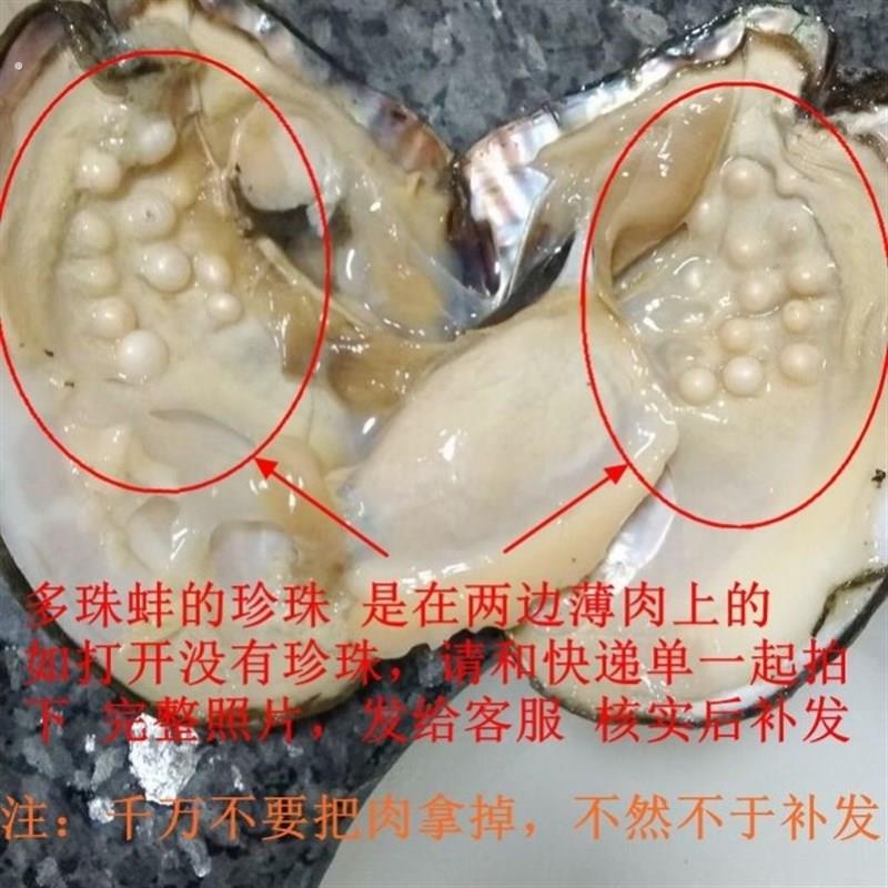 珍珠蚌活蚌自己开珍珠河蚌活蚌老蚌珍珠蚌壳自己开珍珠取珍珠