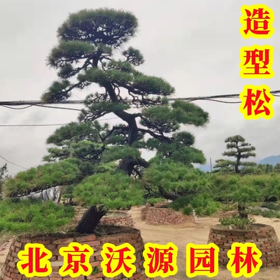 造型黑松油松盆景无针松造形树庭院绿化施工景观树苗园林工程苗木