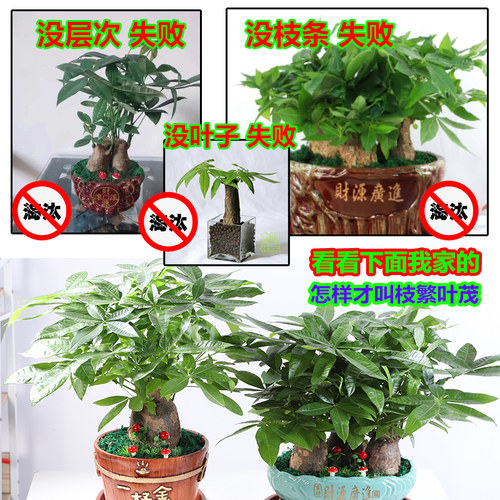 大棵发财树客厅室内盆栽带盆栽好办公室绿植物开业新居收银台桌面