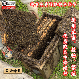 中蜂带王中华蜜蜂活蜂蜂群养殖阿坝中蜂蜂群中华土蜂活蜂笼蜂新手