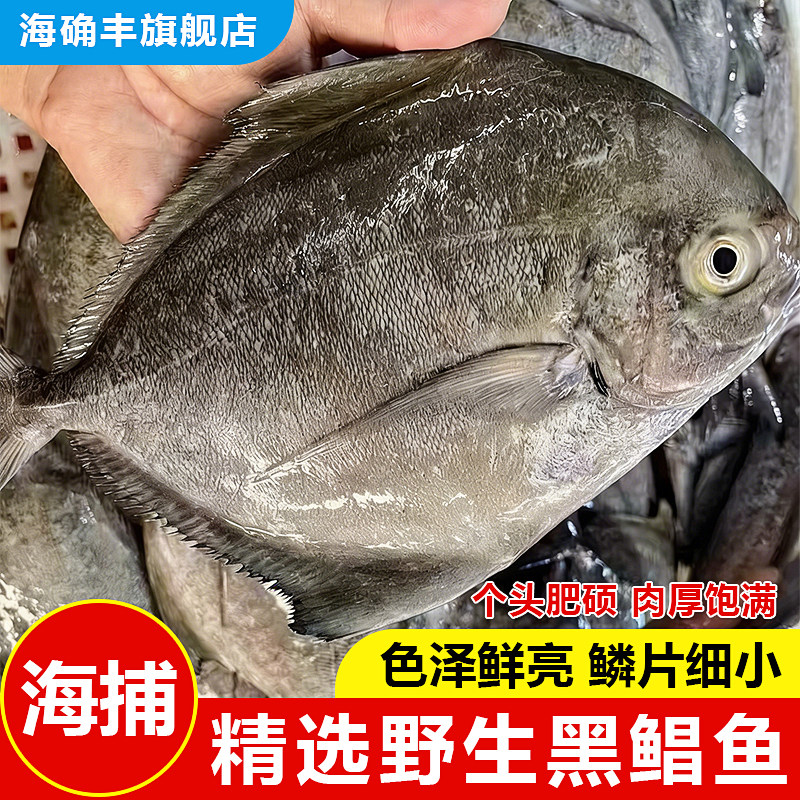 深海海捕黑鲳鱼阳江港大黑昌鱼黑仓乌鲳鱼海鲜海产品海鱼