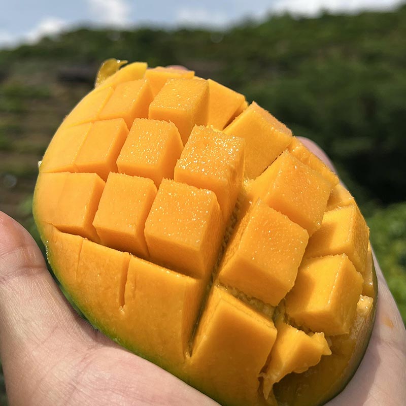 攀枝花凯特芒大果 核小肉厚 青皮芒果放软食用 新鲜水果 大果软实拍商品图