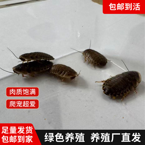 爬宠1.5-2.5cm杜比亚高蛋白活饵