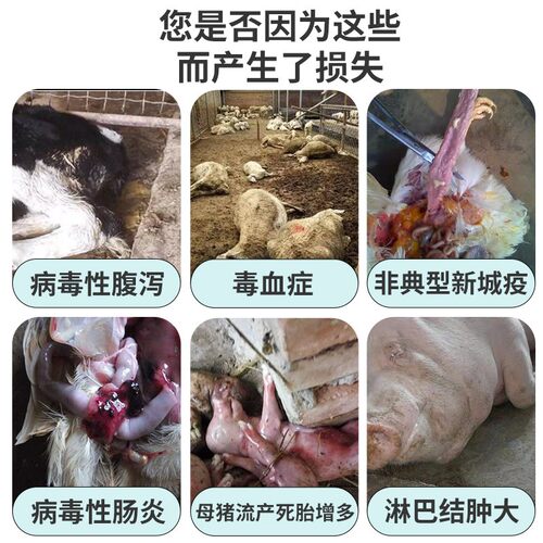 黄芪多糖兽用颗粒家禽猪牛羊鸡鸭鹅饲料添加剂多维提取物补充能量