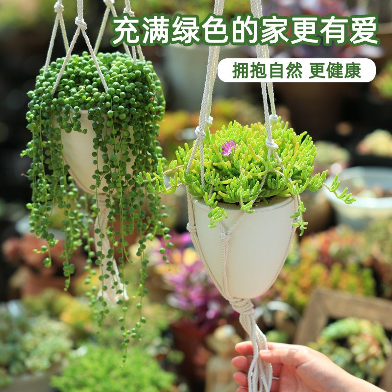 佛珠吊兰情人泪多肉植物吊篮悬挂客厅装饰绿植四季花卉小盆栽带盆图片