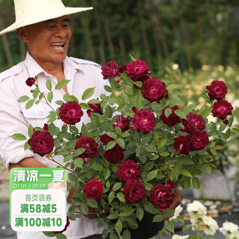 海蒂的花园月季花苗葡萄冰山抗病阳台庭院玫瑰花栅栏花卉盆栽植物