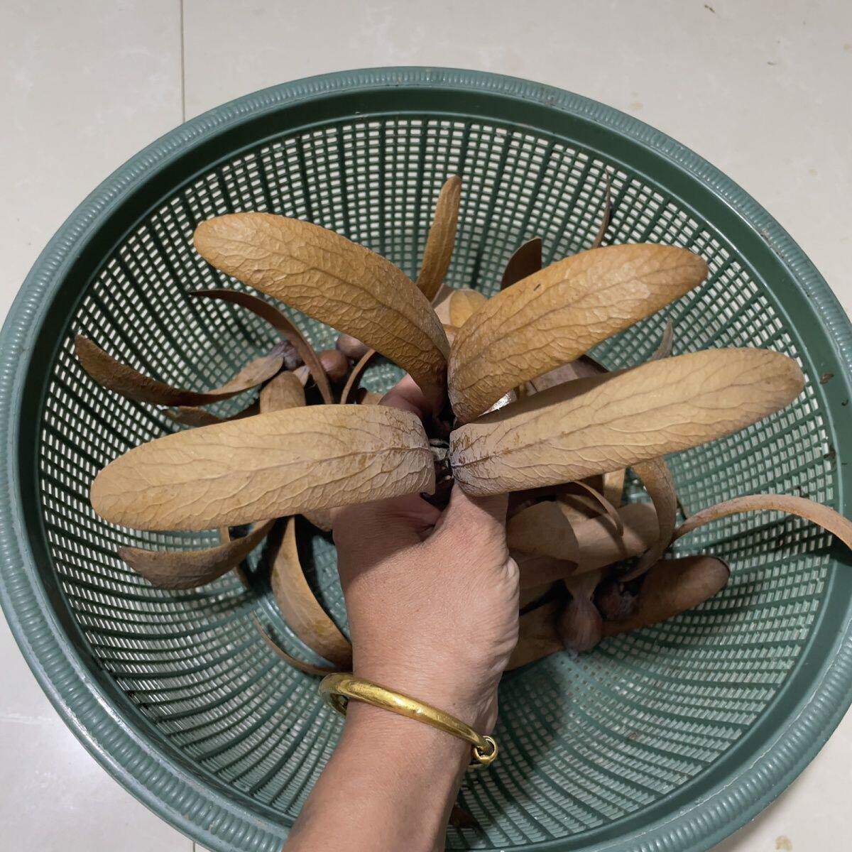 羯布罗龙脑香会飞的种子