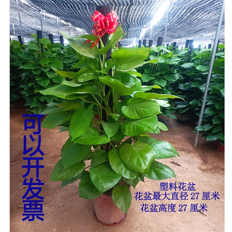 大叶绿萝办公室内除甲醛盆栽植物办公室大型绿植客厅盆景植物花卉