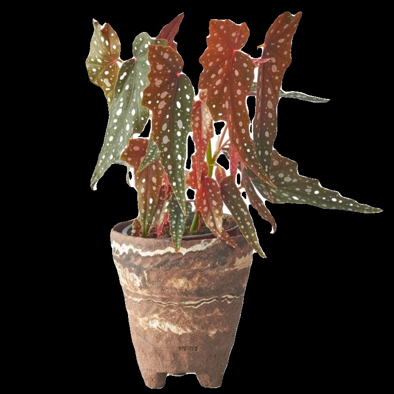 18【绞胎-大号】手作侘寂风粗陶陶土盆多肉绿植兰花复古陶瓷花盆