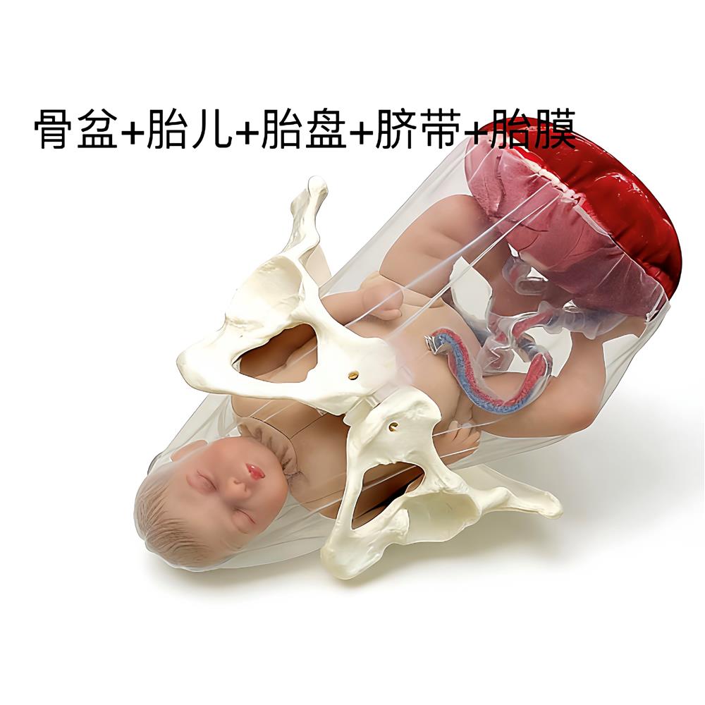 产科分娩助产教学骨盆模