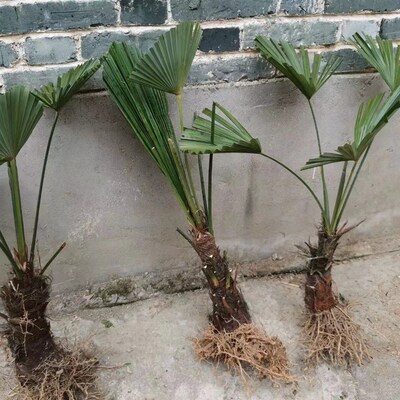 棕树苗棕榈树苗新鲜棕榈树扇子树葵蒲扇棕竹苗棕榈大树别墅绿植