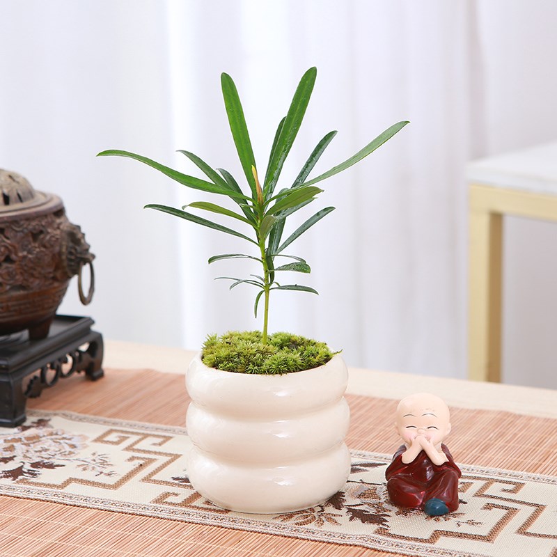 微型罗汉松盆栽办公桌小盆景 室内茶几易养活观叶植物绿植