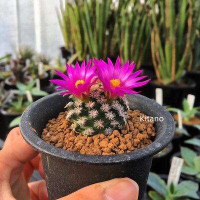 实生克氏丸仙人球稀有品种开花粉花萝卜根乳突球属趴刺软刺不扎手