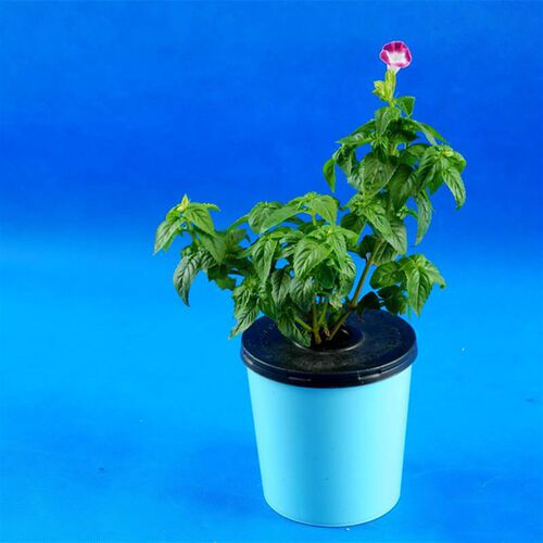 儒风阳台无土栽培懒人入门水培蔬菜花卉花盆绿植营养液静水培设备