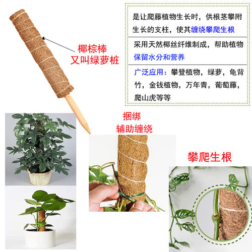 龟背竹绿萝攀爬专用植物支撑杆花支架防倒伏绿植固定器爬藤椰棕棒