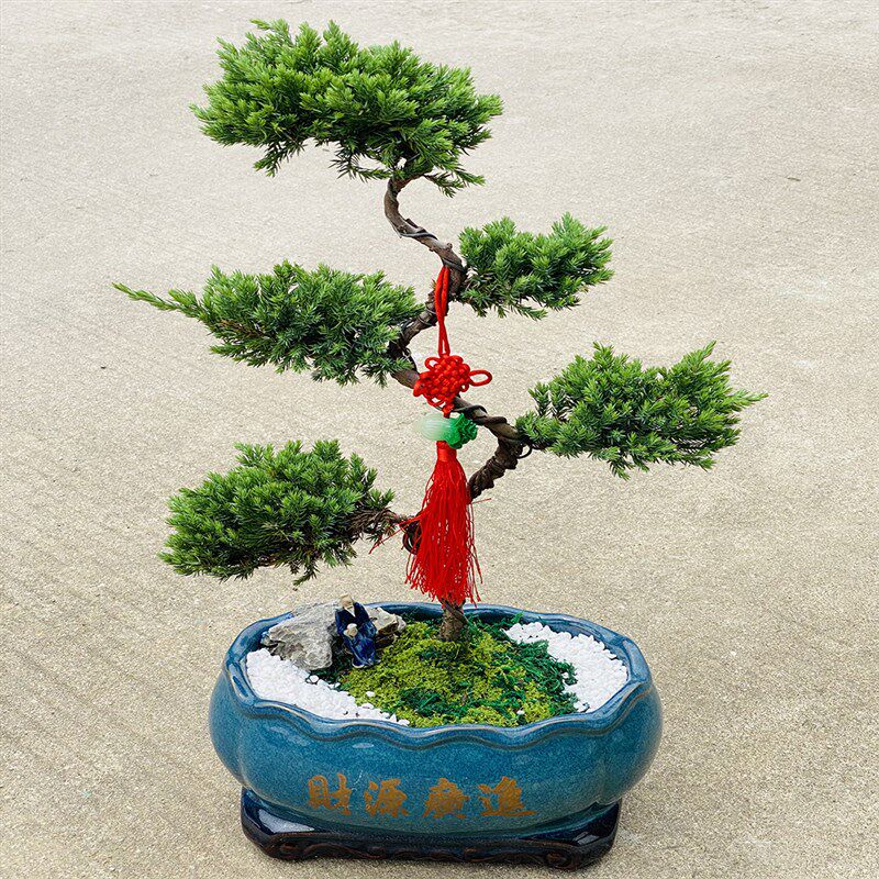 五层塔松盆栽绿植盆景室内好养活植物珠海送长辈寿礼开业乔迁礼物