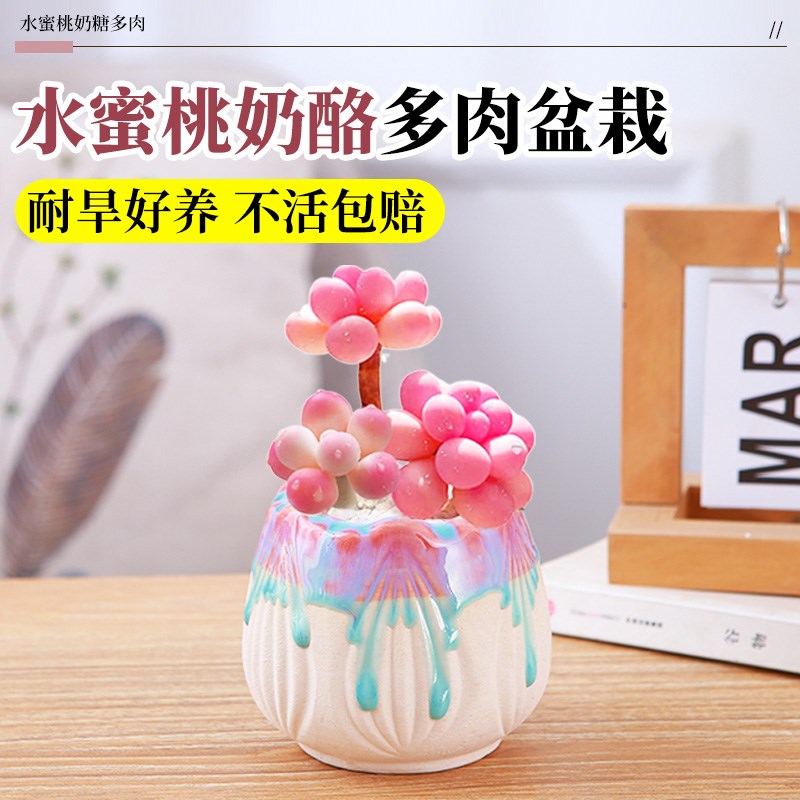 精品奶酪多肉植物室内盆栽高端汤圆桃蛋小肉肉花卉绿植物好养易活