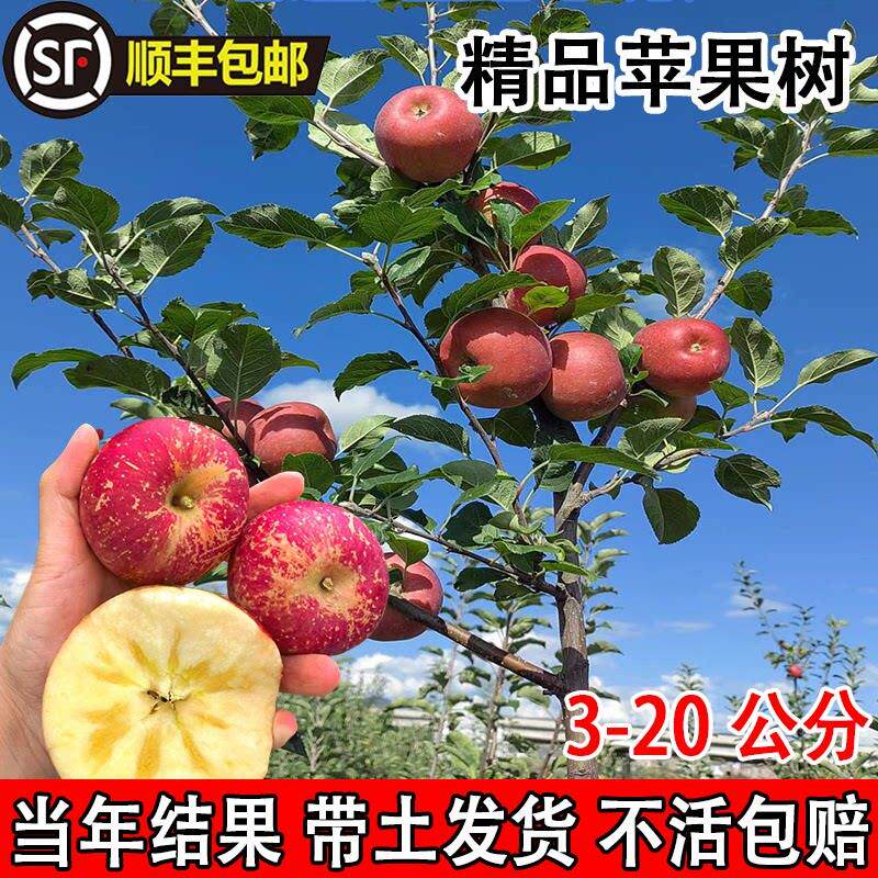 红富士苹果树果苗盆栽矮化南方北方地栽庭院四季种植果树图片